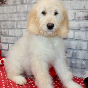 Goldendoodle Puppy Sid
