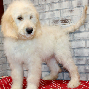 Goldendoodle Puppy Sid