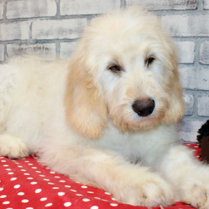 Goldendoodle Puppy Sid