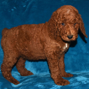 Poodle Puppy Neal