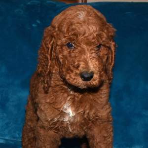Poodle Puppy Neal