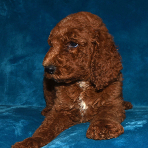 Poodle Puppy Neal