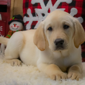 Labrador Retriever Puppy Gabriella