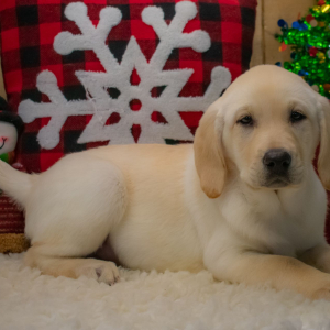 Labrador Retriever Puppy Gabriella