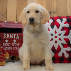 Labrador Retriever Puppy Gabriella
