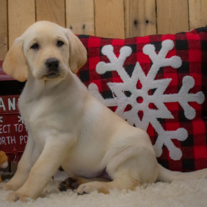 Labrador Retriever Puppy Gabriella