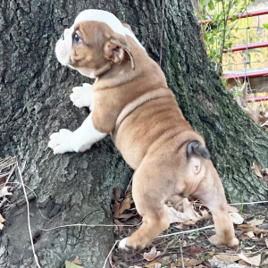 Bulldog Puppy Sparrow