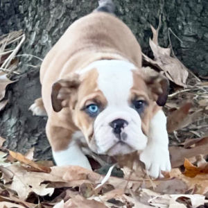 Bulldog Puppy Sparrow
