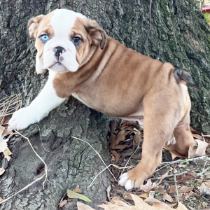 Bulldog Puppy Sparrow