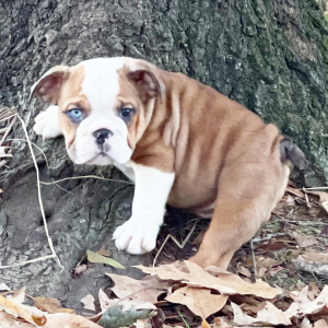 Bulldog Puppy Sparrow