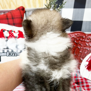Pomeranian Puppy Kyle