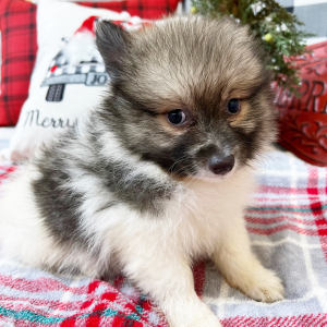 Pomeranian Puppy Kyle