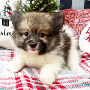 Pomeranian Puppy Kyle