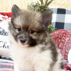 Pomeranian Puppy Kyle