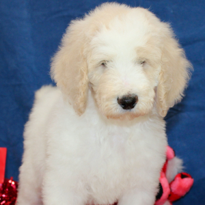 Goldendoodle Puppy Zeke