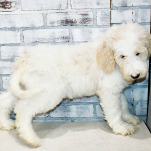 Goldendoodle Puppy Zeke