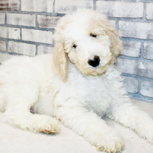 Goldendoodle Puppy Zeke