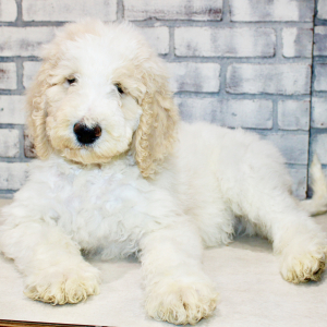 Goldendoodle Puppy Zeke