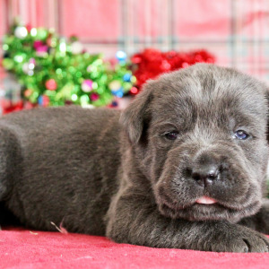 Cane Corso Puppy Noel
