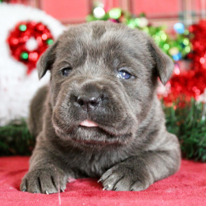 Cane Corso Puppy Noel