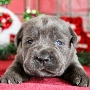 Cane Corso Puppy Noel