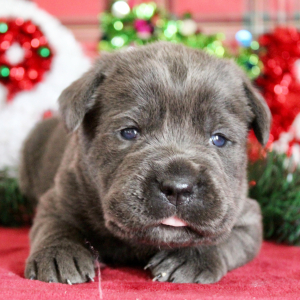 Cane Corso Puppy Noel