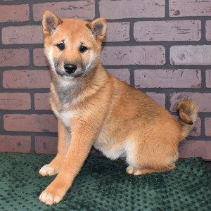 Shiba Inu Puppy Kiyo