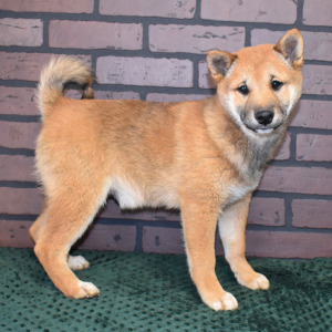 Shiba Inu Puppy Kiyo