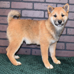 Shiba Inu Puppy Kiyo