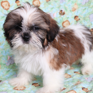 Shih Tzu Puppy Harry