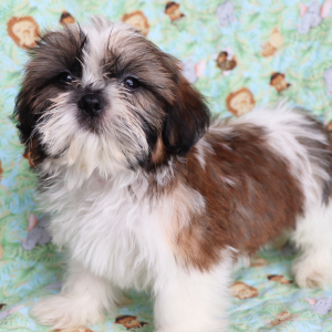 Shih Tzu Puppy Harry