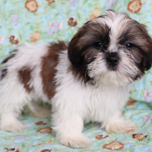 Shih Tzu Puppy Harry