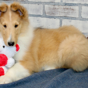 Collie Puppy Bron
