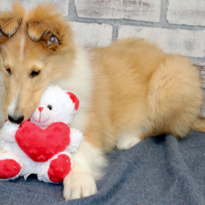 Collie Puppy Bron