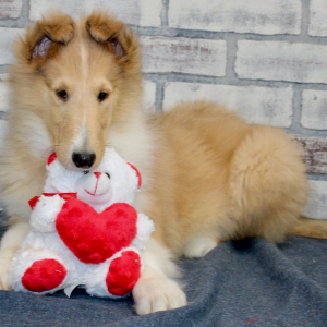 Collie Puppy Bron