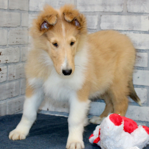 Collie Puppy Bron