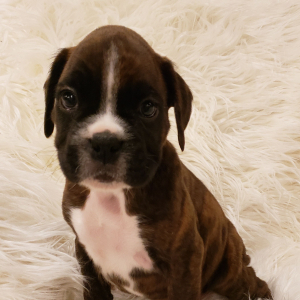 Boxer Puppy Cannon