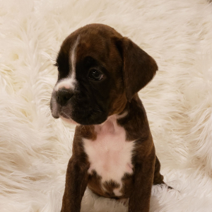 Boxer Puppy Cannon
