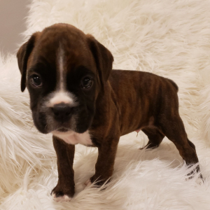 Boxer Puppy Cannon