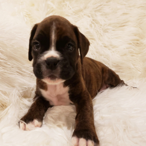 Boxer Puppy Cannon