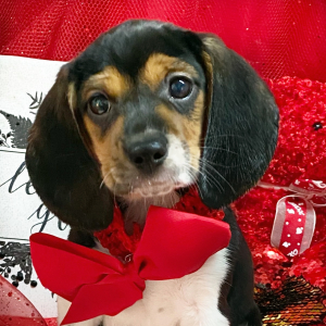 Beagle Puppy Candy Kisses