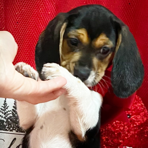 Beagle Puppy Candy Kisses