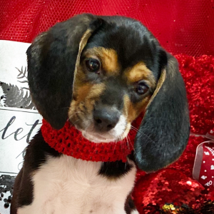 Beagle Puppy Candy Kisses