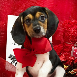 Beagle Puppy Candy Kisses
