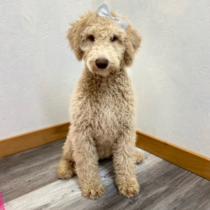 Poodle Puppy Ryann