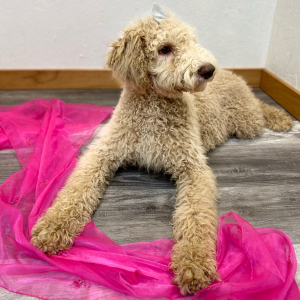 Poodle Puppy Ryann