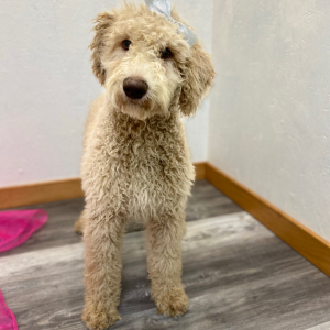 Poodle Puppy Ryann