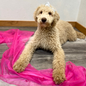 Poodle Puppy Ryann