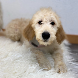 Goldendoodle Puppy Keri