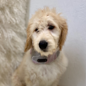 Goldendoodle Puppy Keri